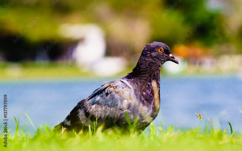 Rock Pigeon or Common Pigeon or Rock Dove or Columba livia Rock Pigeon or Common Pigeon or Rock Dove or Columba livia
