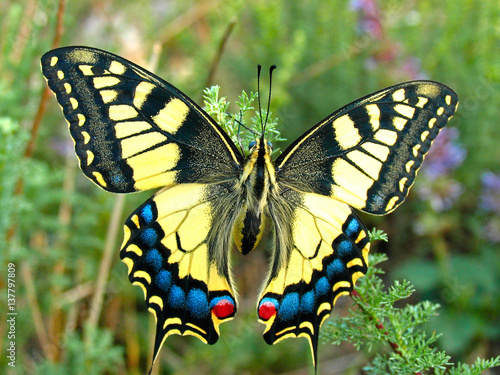 Swallowtail butterfly, Papilio machaon photo