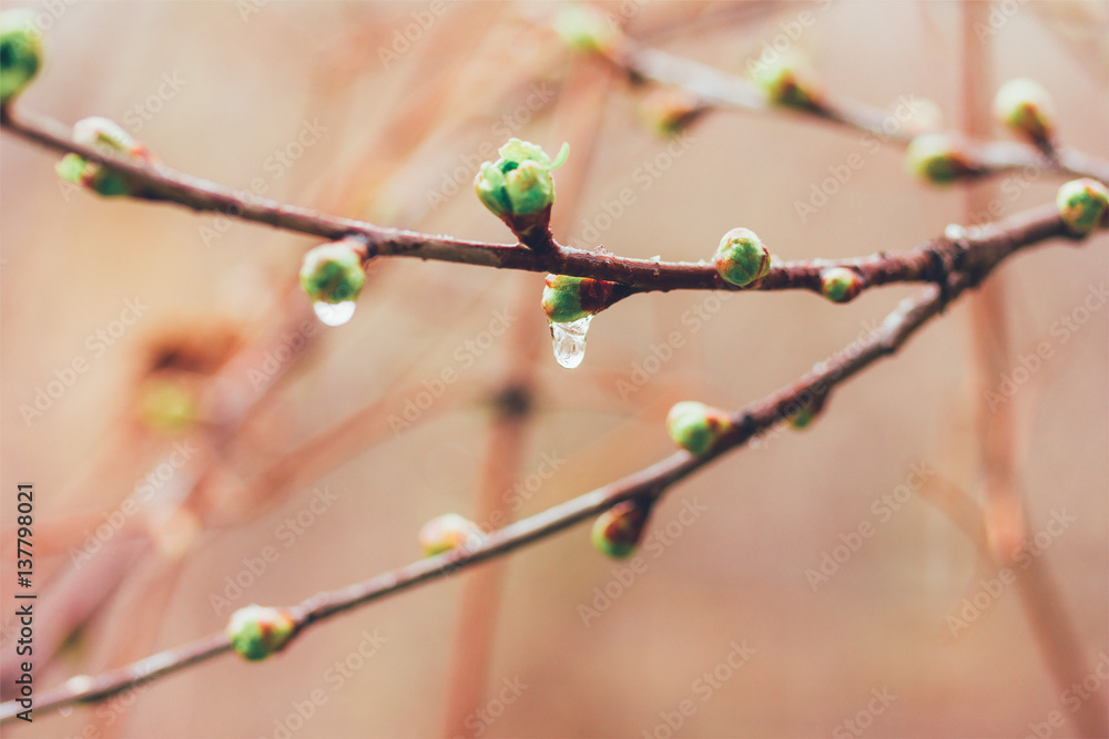 spring rain drops on the buds. Selective focus, shallow depth of field spring rain drops on the buds. Selective focus, shallow depth of field
