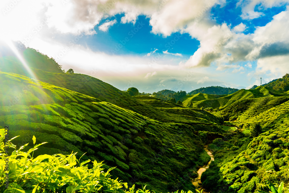 Sunrise over tea plantations in Cameron Highlands, Malaysia Stock Photo ...