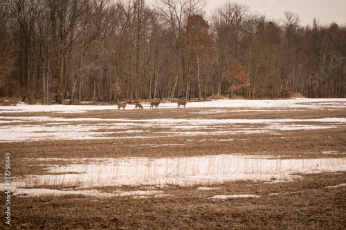 Wallpaper Mural Deer in a field eating freshly uncovered grass in field northern Minnesota. February Torontodigital.ca