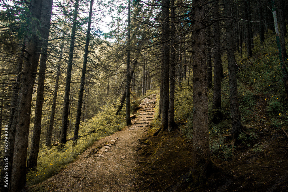 Fototapeta premium Pathway in the forest