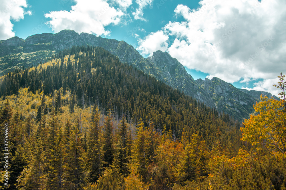 Mountains landscape with colorful forest