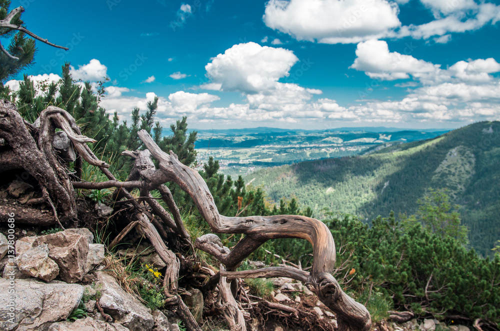 Mountains landscape with colorful forest