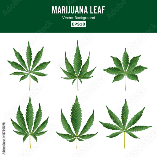 Marijuana Green Leaf Vector. Medicinal Herbs Collection. Cannabis Sativa or Cannabis Indica Illustration Isolated On White Background. Graphic Design Element For Printables, Web, Prints, T-shirt.