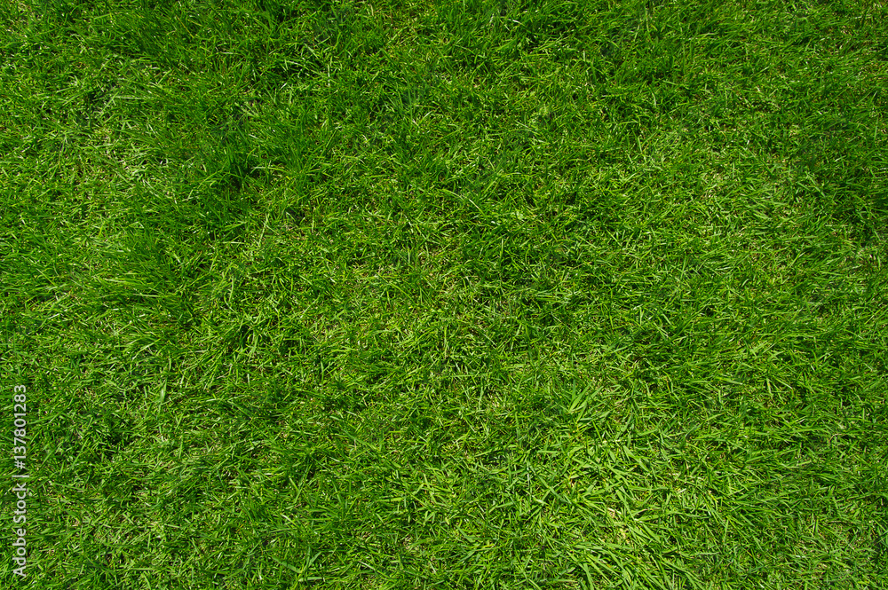 Fototapeta premium Top view of green lawn