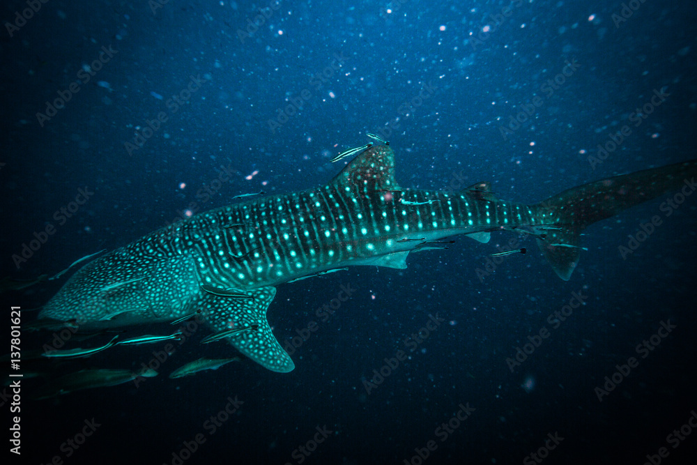Naklejka premium Whale shark