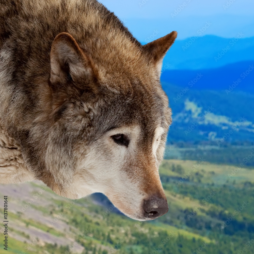 Fototapeta premium Head of wolf against wildness