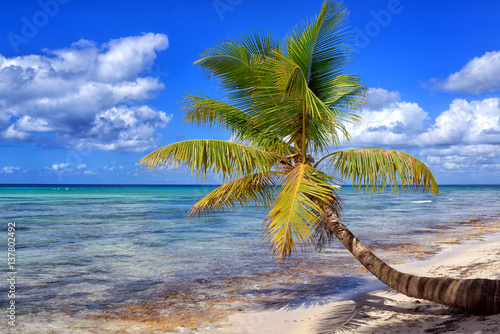 Fototapeta Naklejka Na Ścianę i Meble -  Tropical white sandy beach with palm trees. Saona Island, Dominican Republic