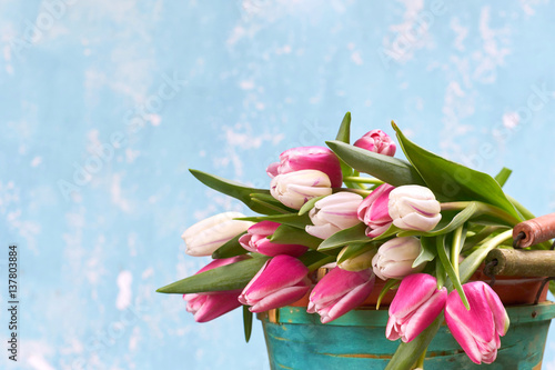 Fototapeta Naklejka Na Ścianę i Meble -  Tulpen frisch gepflückt