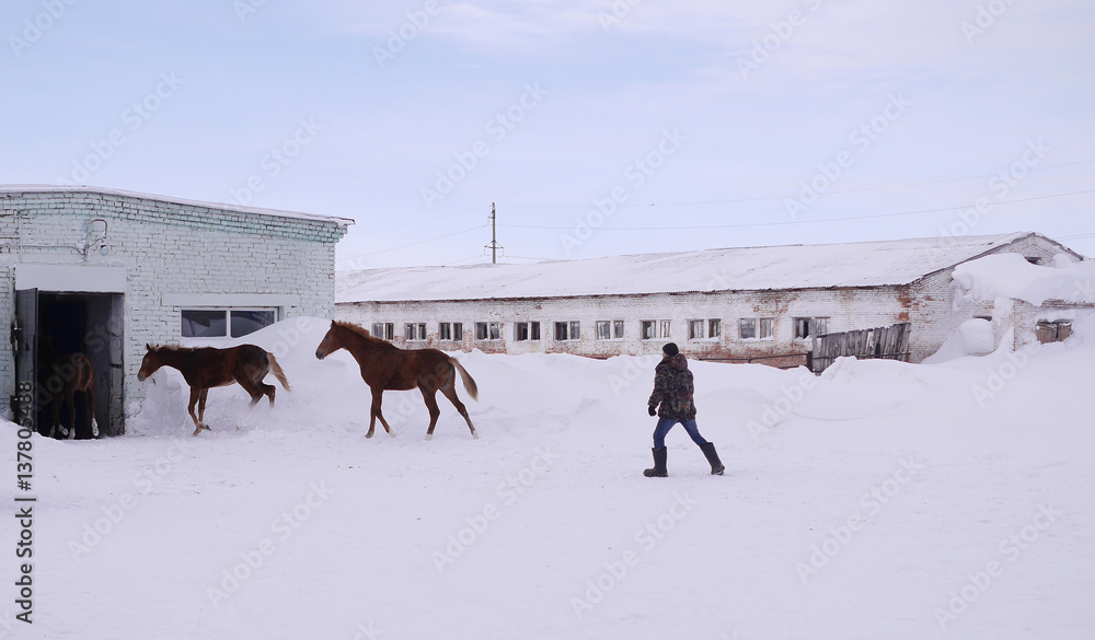 A herd of horses run to the stables. A herd of horses run to the stables.