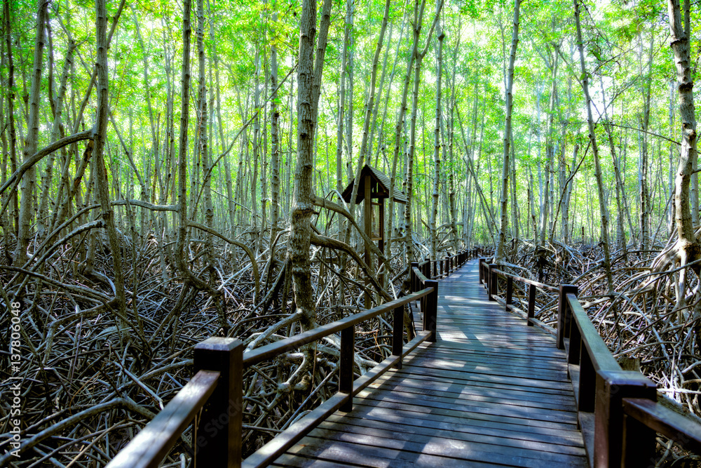 Fototapeta premium Mangrove nature trail at Pranburi national park, Thailand
