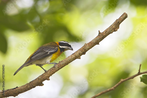 Puerto Rico Spindalis (Spindalis portoricensis), El Yunque Rain Forest, Puerto Rico 