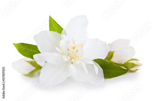 Jasmine flowers with leaves.