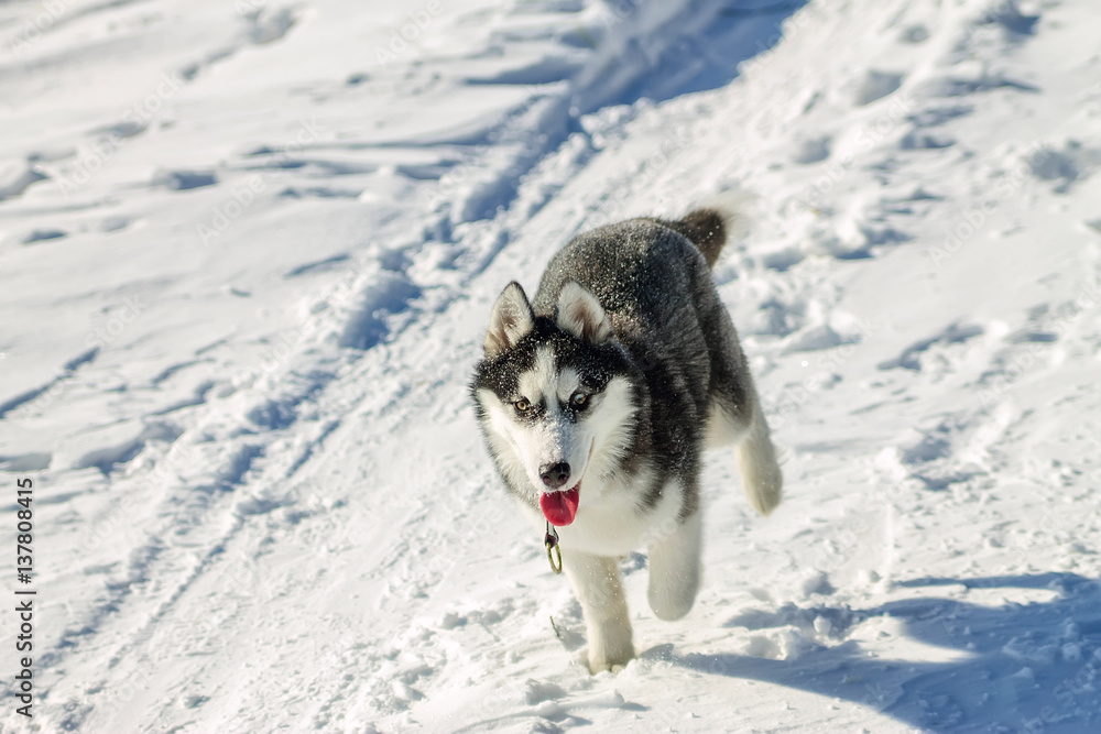 Husky Puppy fun running on the snow drifts Husky Puppy fun running on the snow drifts