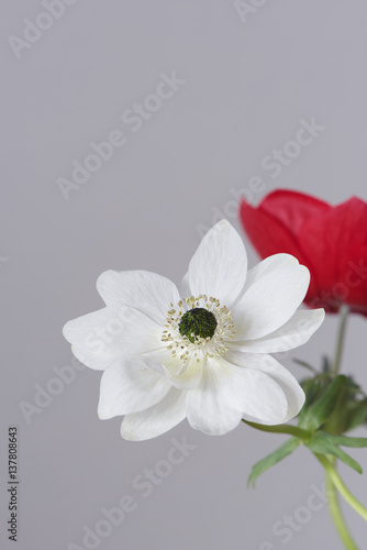 Anemone (Hahnenfußgewächs) photo