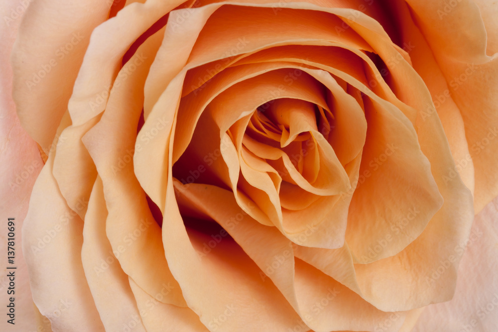 fresh beige rose as a background close-up macro fresh beige rose as a background close-up macro