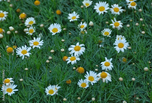 Photos White grass flower on green grass.