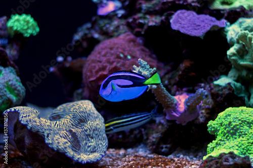 Real Dory in marine aquarium tank  (Blue Tang)