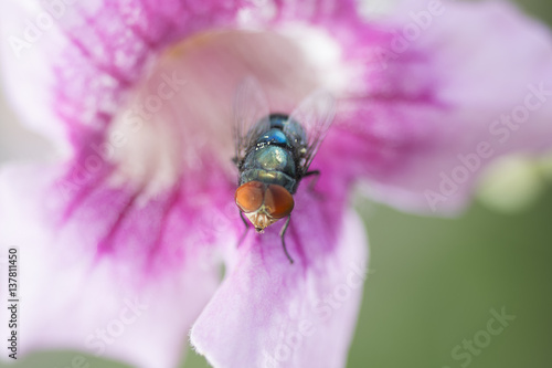 Fly cleaning body in pink flower