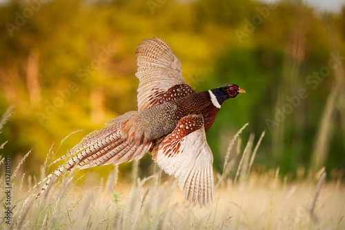 Fotografiet Pheasant Flying JCR2977_006