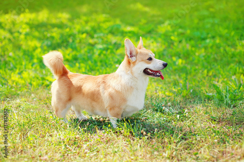 Happy dog Welsh Corgi Pembroke on the grass in summer sunny day, profile view