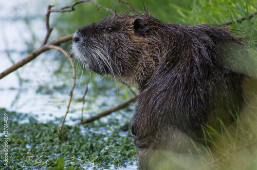 Nutria photo