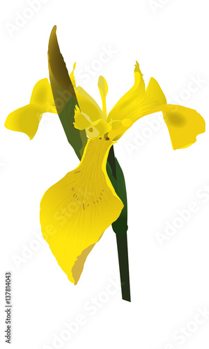 Fototapeta Naklejka Na Ścianę i Meble -  Iris des marais