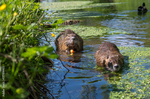 Nutria photo