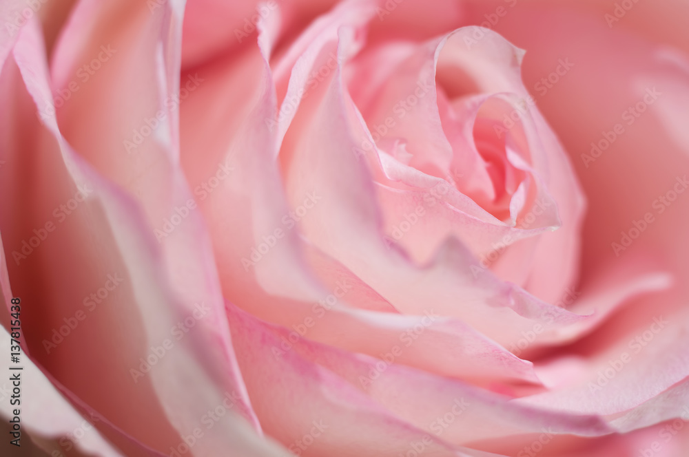 Macro photo of sweet pink rose. Soft image, selective focus. Romantic background. Macro photo of sweet pink rose. Soft image, selective focus. Romantic background.