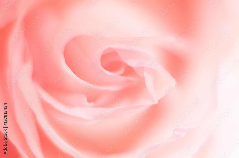 Macro photo of sweet pink rose. Soft image, selective focus. Romantic background.