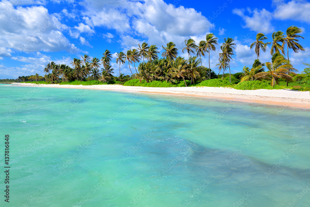 Tropical white sandy beach with palm trees. Punta Cana, Dominican Republic