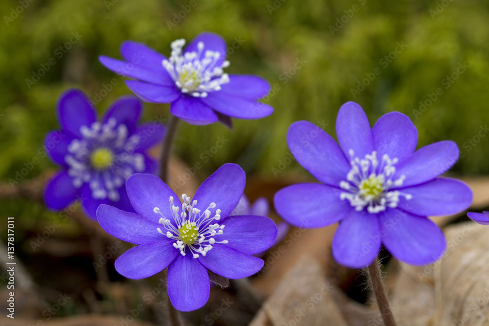 Leberblümchen Leberblümchen