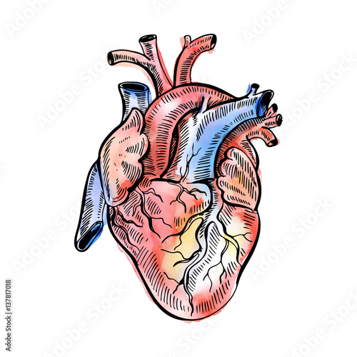 Hand drawing watercolor sketch anatomical heart. Doodle vector illustration. 