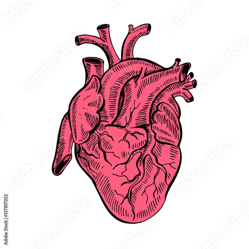 Hand drawing sketch anatomical heart. Cartoon style vector illustration
