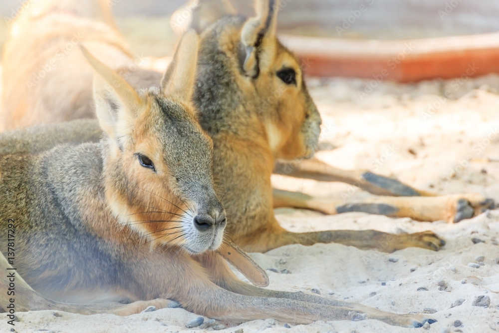 Naklejka premium A patagonian mara, Dolichotis patagonum, resting at the ground. This relatively large rodent can be found in open and semi-open habitats in Argentina, including large parts of Patagonia