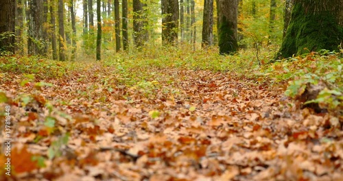 Running Into Forest