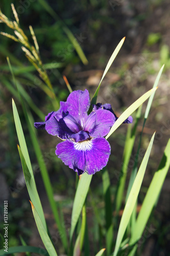 Fototapeta Naklejka Na Ścianę i Meble -  One purple iris flower in garden