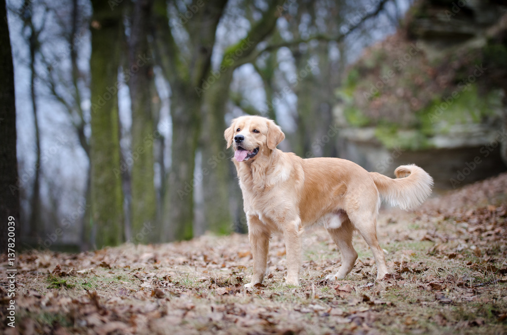 Golden retriever dog playing in the winter time Golden retriever dog playing in the winter time