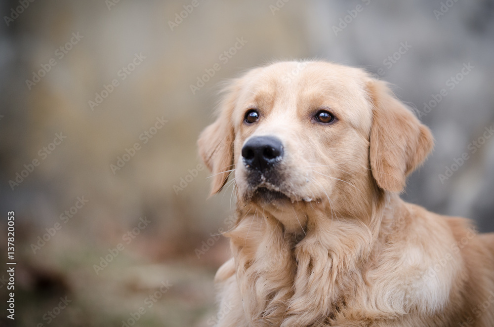 Golden retriever dog playing in the winter time