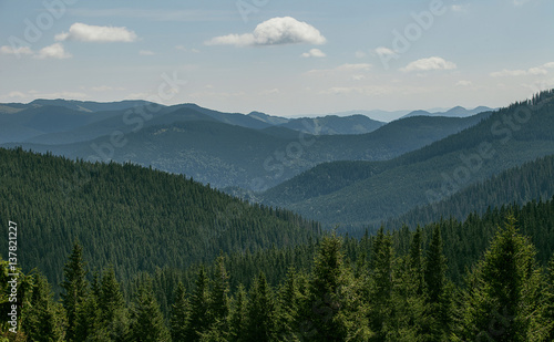 Mountain forest