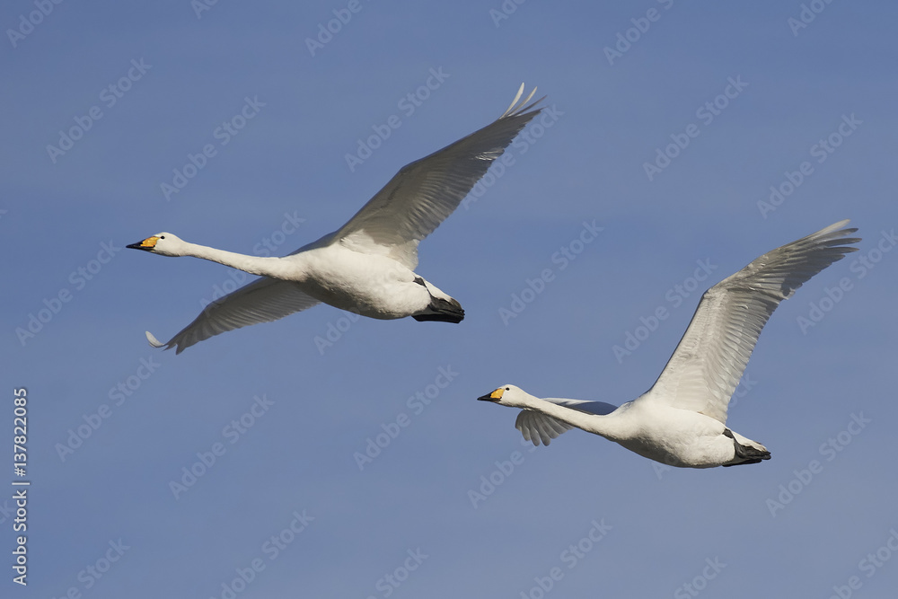 Whooper swans (Cygnus cygnus)