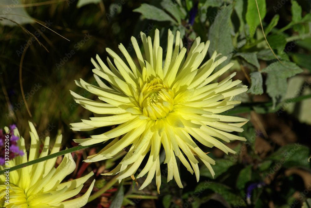Dahlia cactus jaune au jardin en été Dahlia cactus jaune au jardin en été