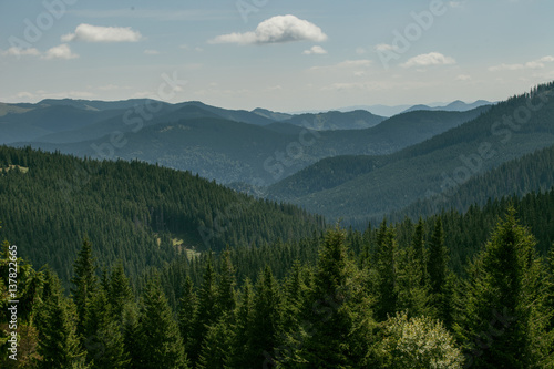 Mountain forest