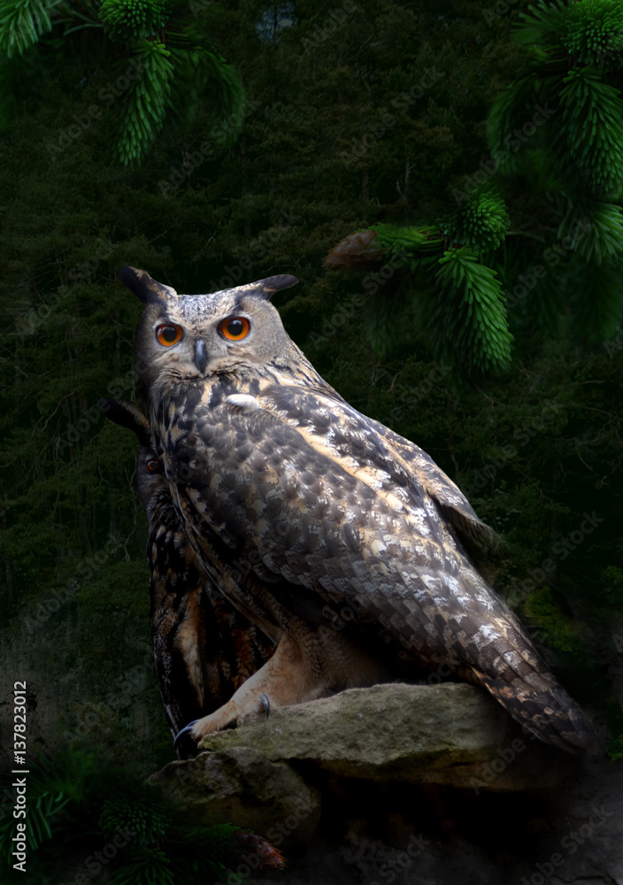 Obraz premium Uhu Paar im Wald im Mondschein
