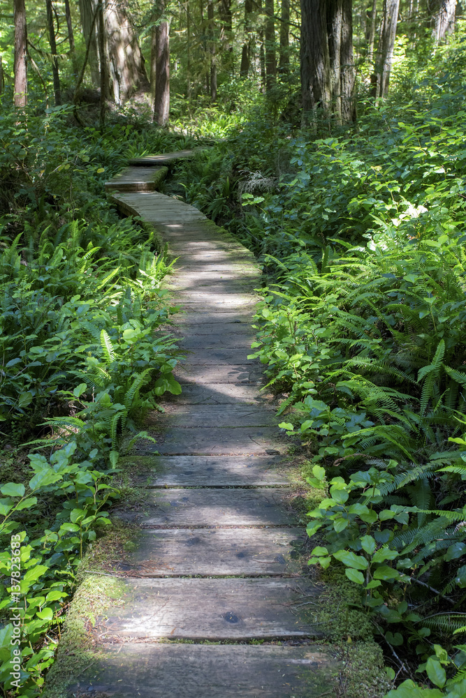 Obraz premium Boardwalk through green fern-covered forest