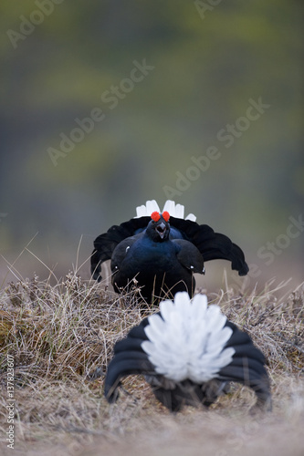 Black grouse (Tetrao tertrix) males fighting at lek,Bergslagen, Sweden, April 2009