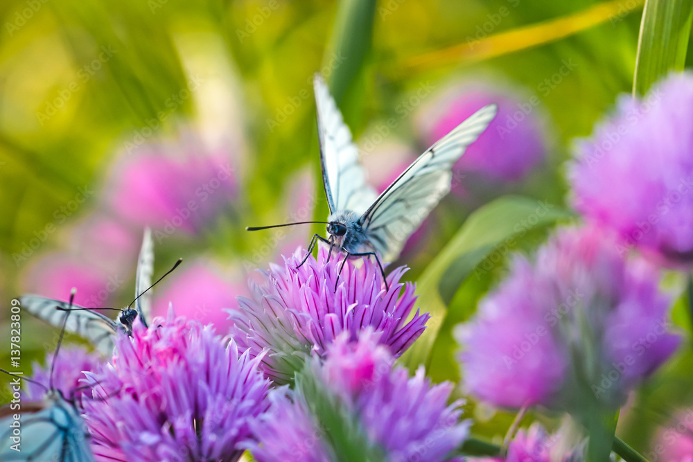 Pieris butterflies The large white on a chive flowers Pieris butterflies The large white on a chive flowers