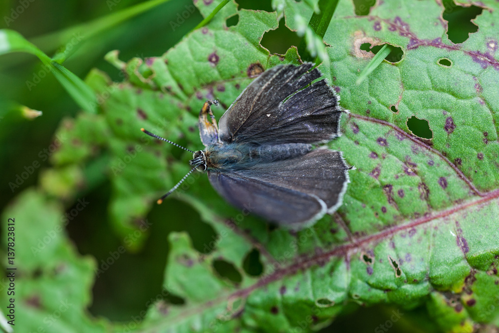 Obraz premium Blauer Eichenzipfelfalter