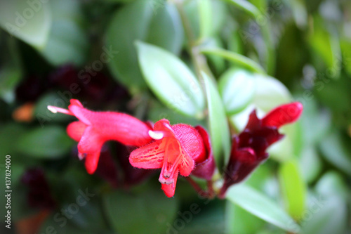 Columnea blossoming red flower with green leaves © Khryistina
